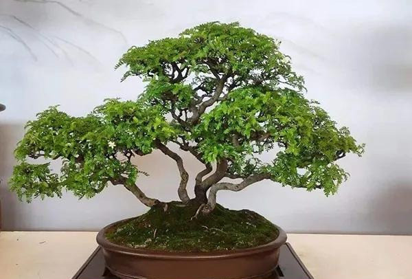 树桩盆景|病虫难治？盆景难养？6种防虫措施来解救！