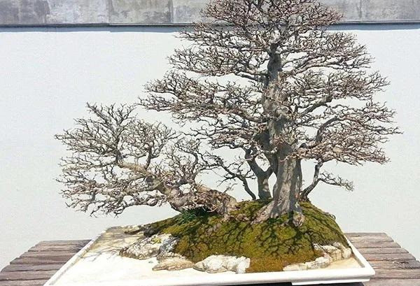 树桩盆景|病虫难治？盆景难养？6种防虫措施来解救！