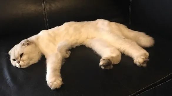 折耳猫一种在人类审美下诞生的畸形儿