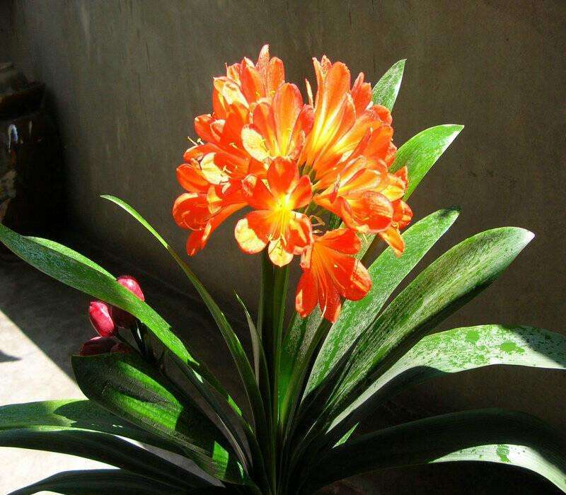 君子兰不见长 烂心严重 学会1个小方法 根壮 叶绿 花大色艳 腾讯新闻