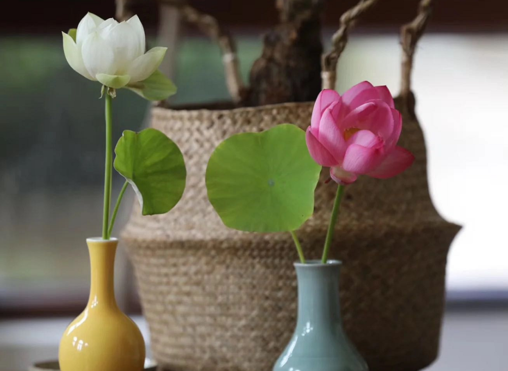 杜星霖|杜星霖月子期插花酿酒超有情调，表白69岁张纪中：过上了理想生活