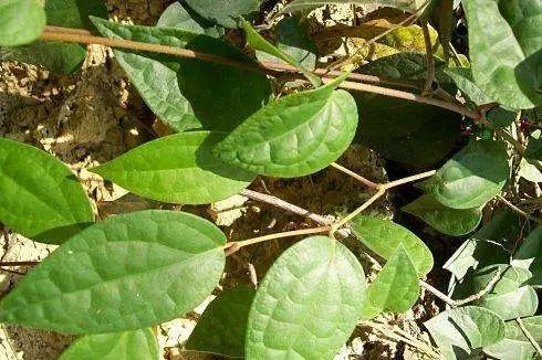 一味民间草药:海风藤