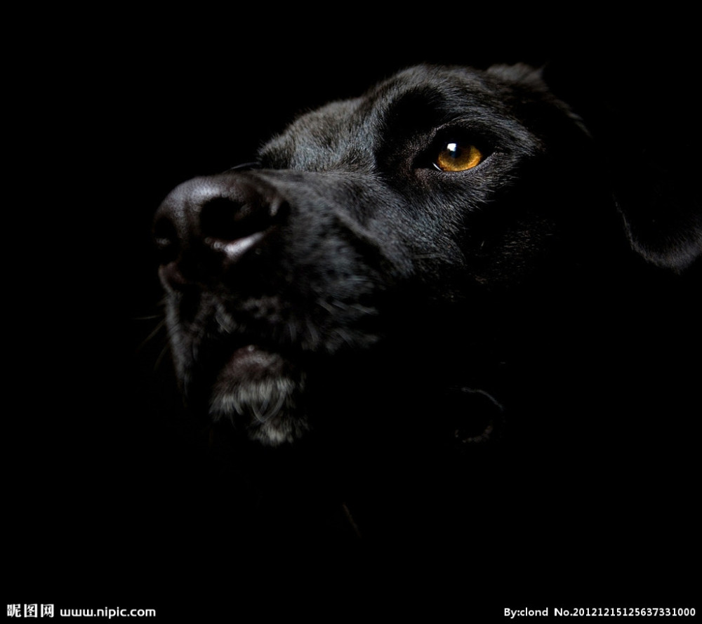 游戏人间的黑狗