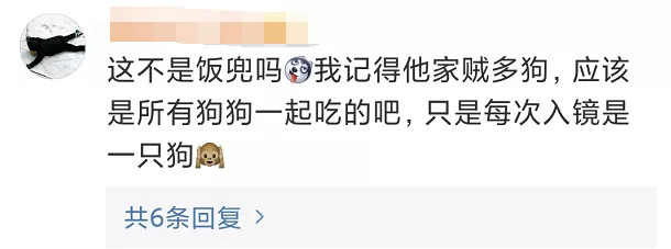 为博关注让狗当大胃王强迫吃辣椒跳跳糖一次吃100种零食