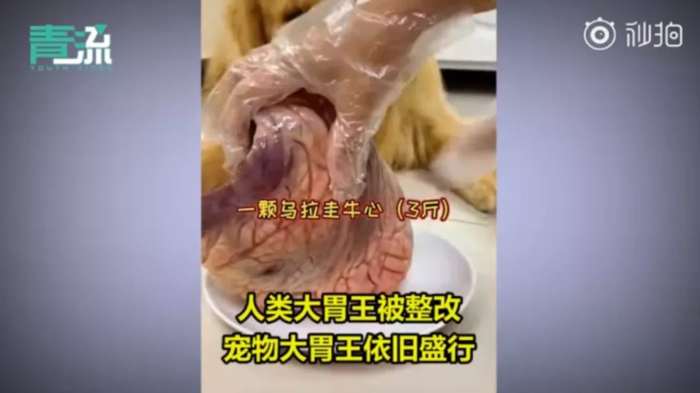 为博关注让狗当大胃王强迫吃辣椒跳跳糖一次吃100种零食