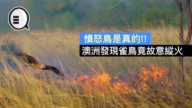 巴拿马猴|巴拿马猴会使用工具，或进入石器时代，未来会对人类构成威胁吗？