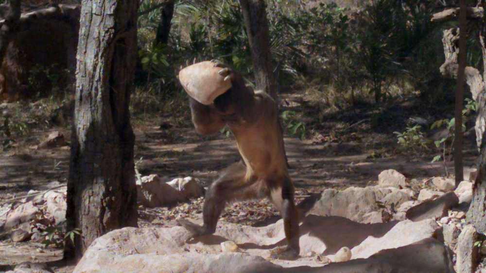 巴拿马猴|巴拿马猴会使用工具，或进入石器时代，未来会对人类构成威胁吗？