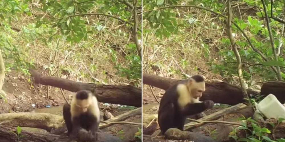 巴拿马猴|巴拿马猴会使用工具，或进入石器时代，未来会对人类构成威胁吗？