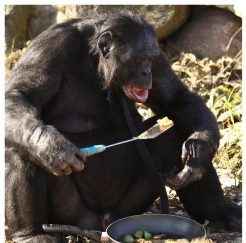 巴拿马猴|巴拿马猴会使用工具，或进入石器时代，未来会对人类构成威胁吗？