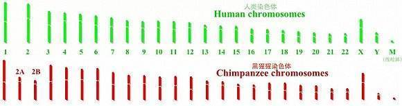地球|世界上第一个人是怎么出现的？