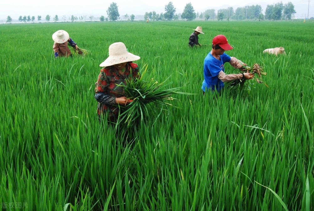 安徽农业窘境!十七年丰收年遭遇病害,超1800万亩农作物受灾