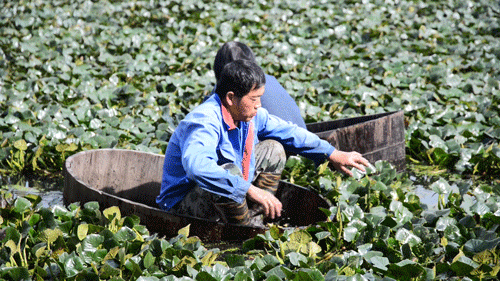 菱角镇菱角村有多少人口_菱角是多少度(2)