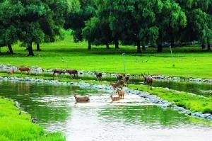 南海子公园|南海子寻“绿”记