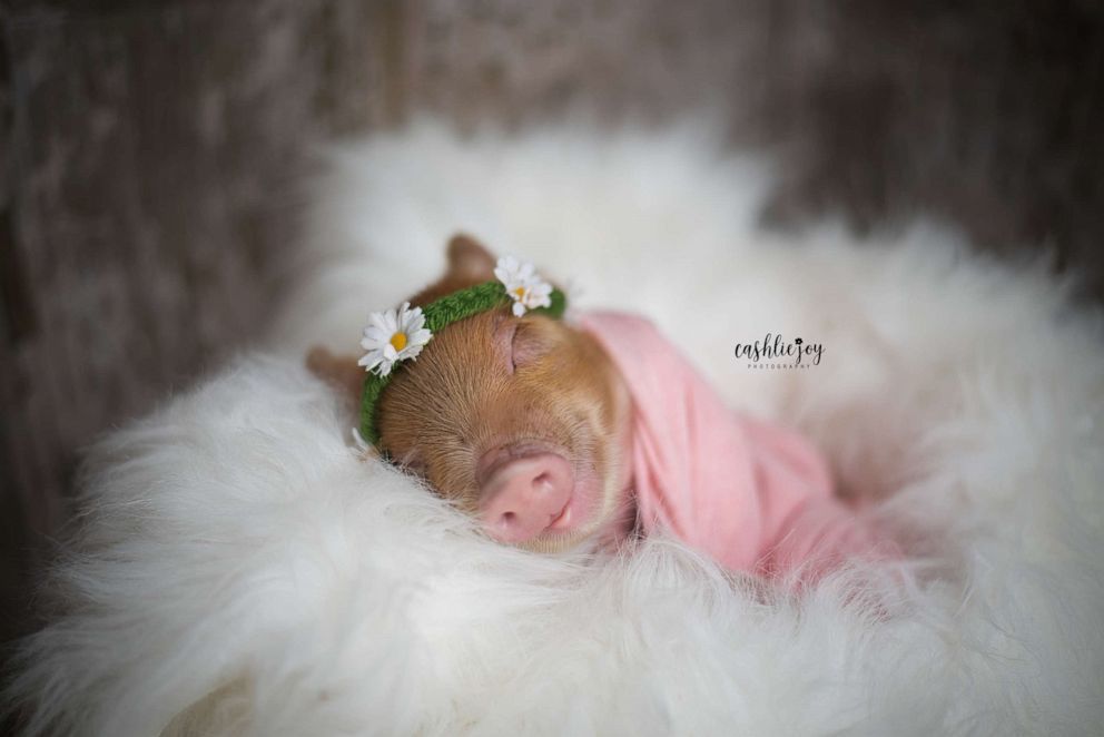 怀特告诉《早安美国》(good morning america),这是她第一次拍猪的