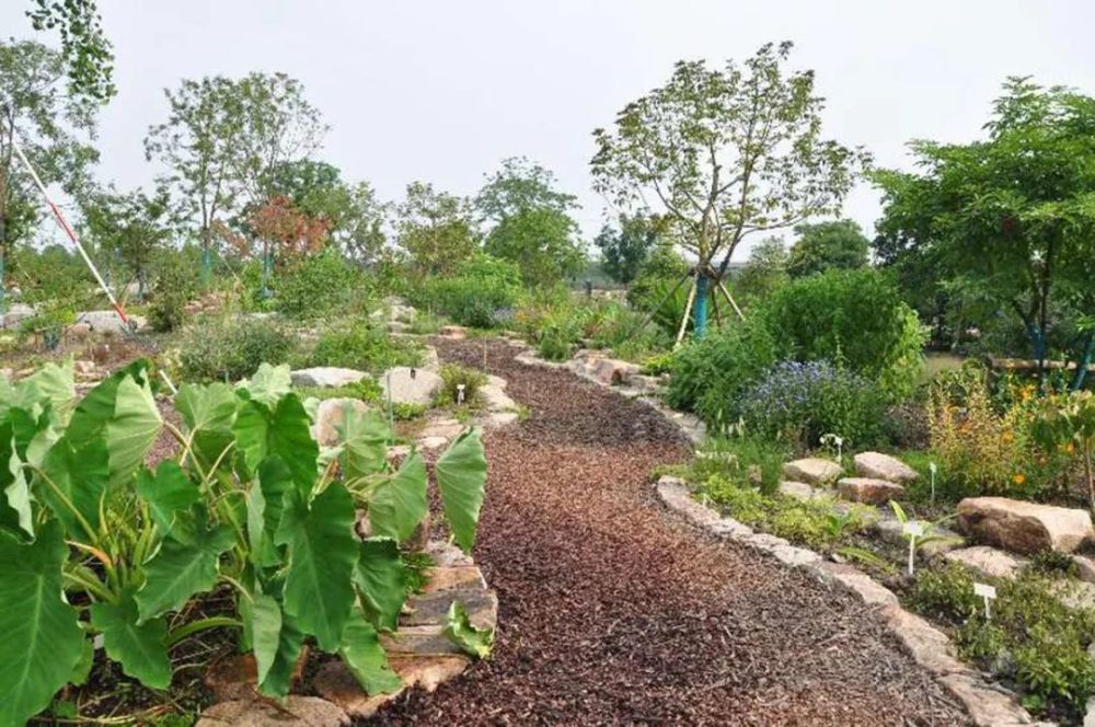 辰山植物園又添新景觀藥用植物園明天開園