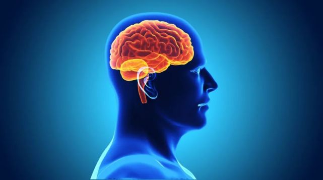 大脑分为左脑和右脑,专门负责看,听,嗅,行,与全身痛痒都有关联.