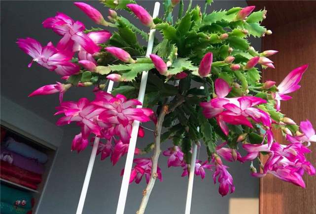 蟹爪兰迟迟没动静 不见花苞 别着急 从这里找原因 开花数量大 腾讯网