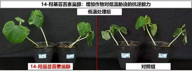 农药|农药圈吹爆的芸苔素真有那么神？一文让你全面了解