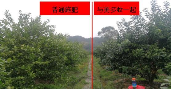 农药|农药圈吹爆的芸苔素真有那么神？一文让你全面了解