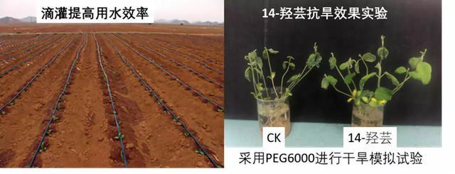 农药|农药圈吹爆的芸苔素真有那么神？一文让你全面了解