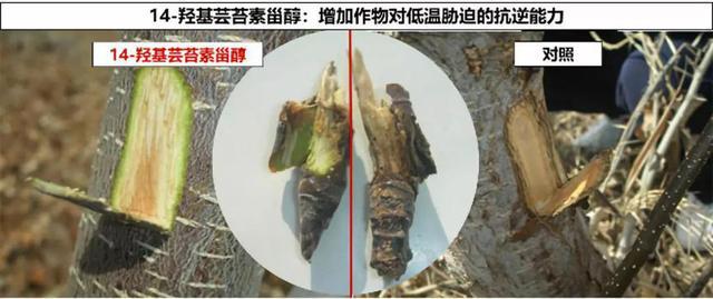 农药|农药圈吹爆的芸苔素真有那么神？一文让你全面了解