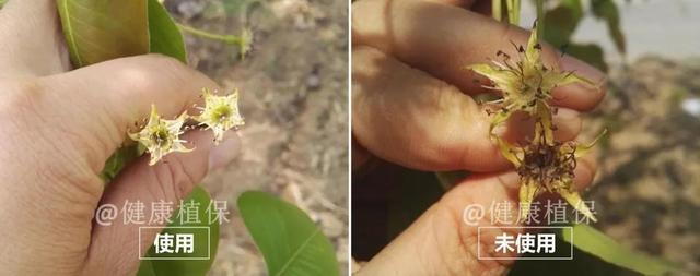 农药|农药圈吹爆的芸苔素真有那么神？一文让你全面了解