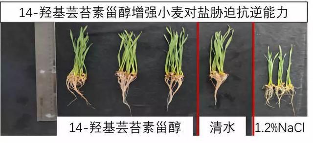 农药|农药圈吹爆的芸苔素真有那么神？一文让你全面了解