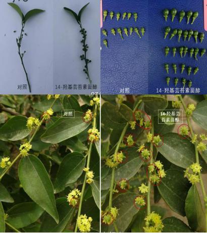 农药|农药圈吹爆的芸苔素真有那么神？一文让你全面了解