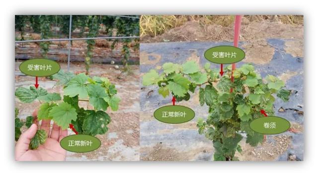 农药|农药圈吹爆的芸苔素真有那么神？一文让你全面了解