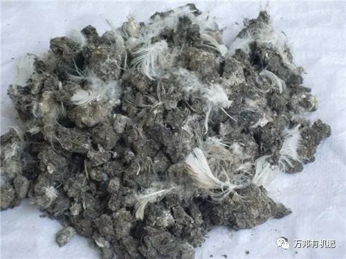 发酵|鸡粪肥一定要发酵处理，否则危害大！