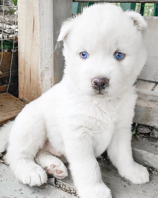 养了只蓝眼雪哈,小时候超级好看,没想到长大后