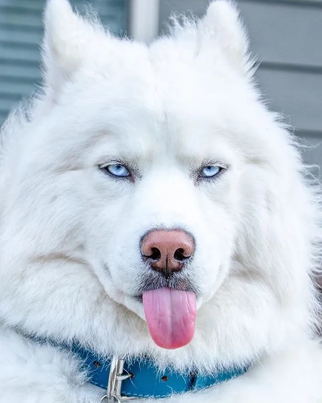 又有网友上当了哈士奇很可爱很甜眼神出卖了你