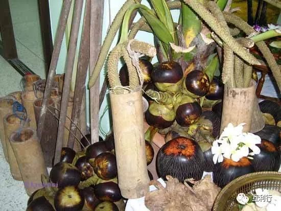 雄花中流出的酒棕榈酒