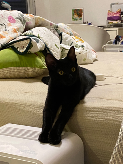 插画|Chong：用插画讲故事，我可以讲一辈子