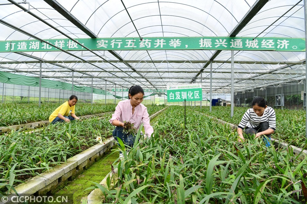 湖北通城中药材种苗培育助农增收