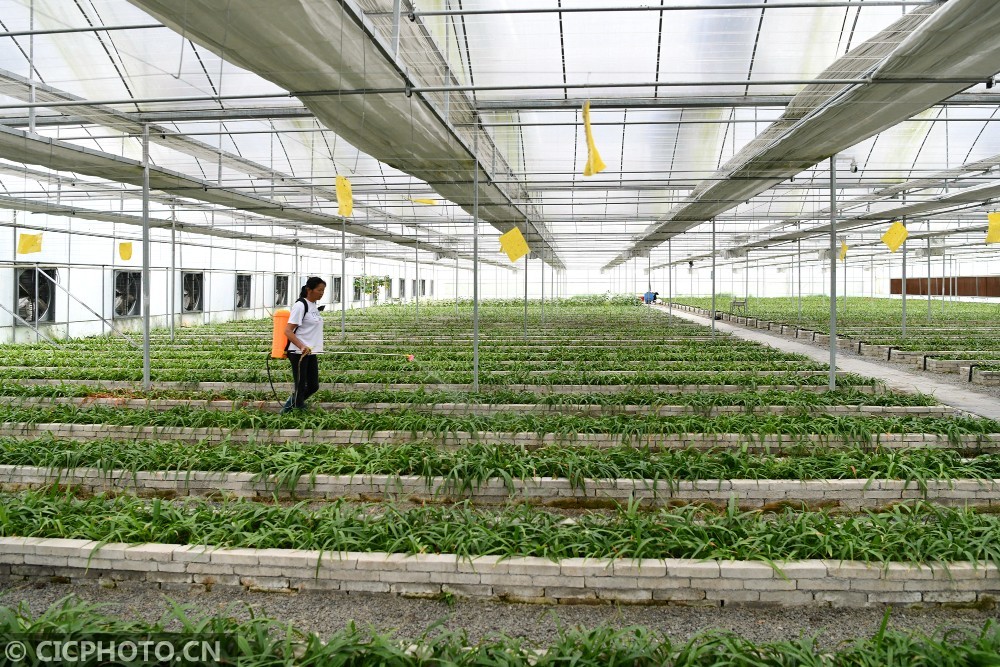 湖北通城中药材种苗培育助农增收