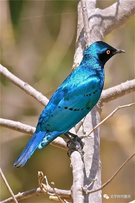 自作多情的百灵鸟