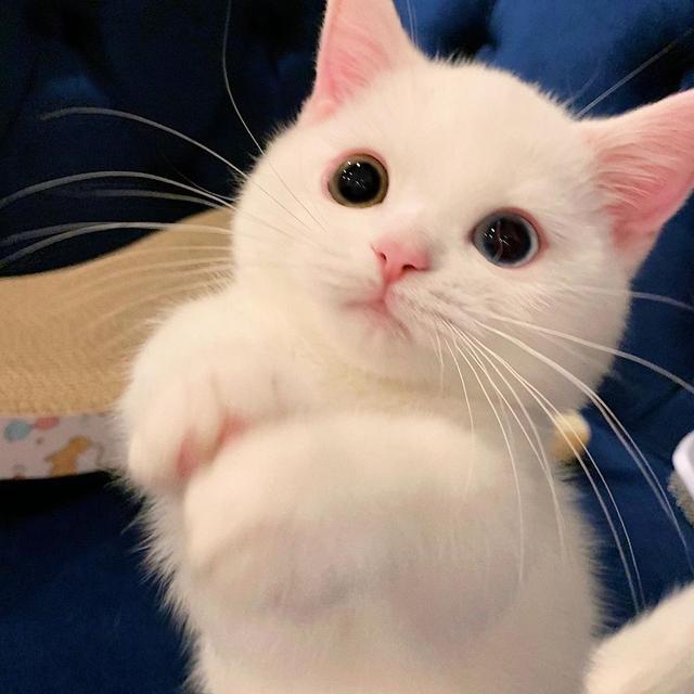宠物猫之殇 一点也不健康的短腿猫曼基康 短腿猫 曼基康 曼基康猫 桑德拉 霍亨德 狸花猫 猫咪