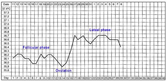 排卵曲线图片