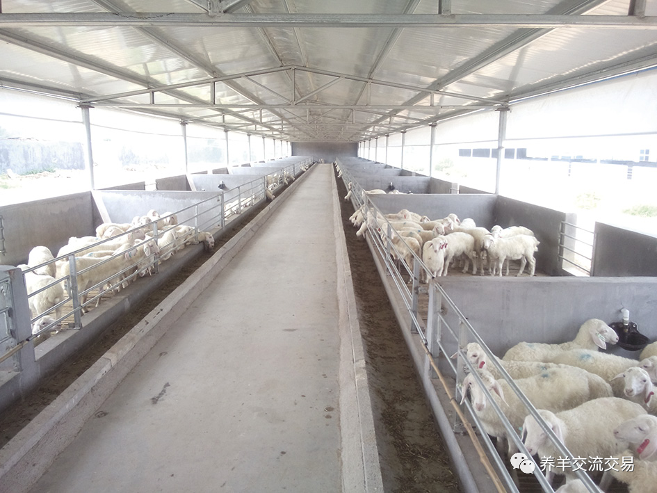 羊舍|5种最实用的羊舍类型！你家是哪种？