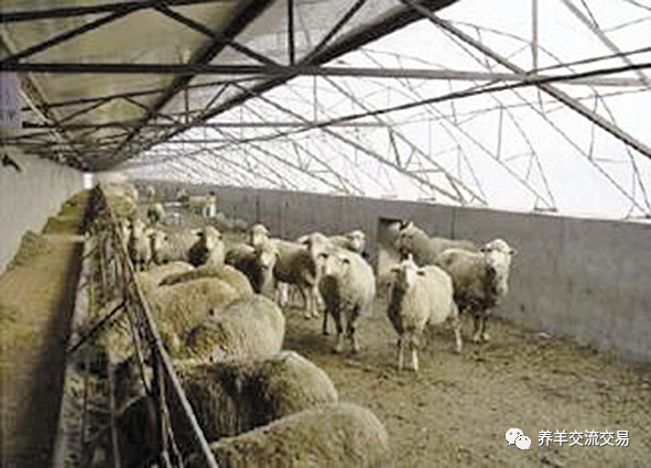 羊舍|5种最实用的羊舍类型！你家是哪种？