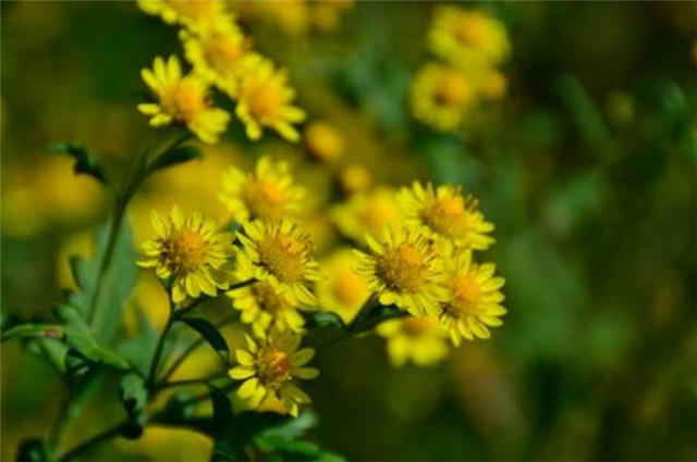 陆游关于秋花的深度审美 古来结交意 正要共死生 陆游 木芙蓉 菊花 义士