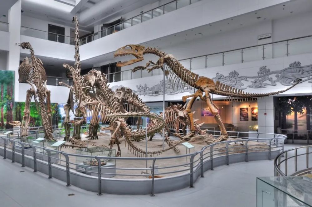 恐龙|【中国恐龙的新家】第十站——“霸主的接力棒”，中国地质大学逸夫博物馆