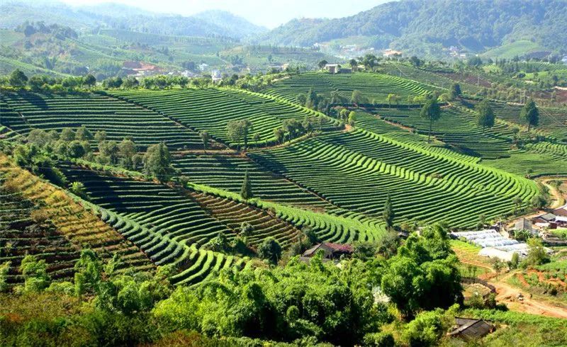 美景普洱的金秋来了