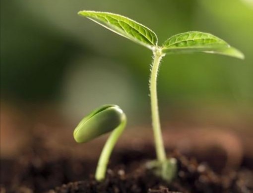 没有生根,谈何发芽|种子|能量
