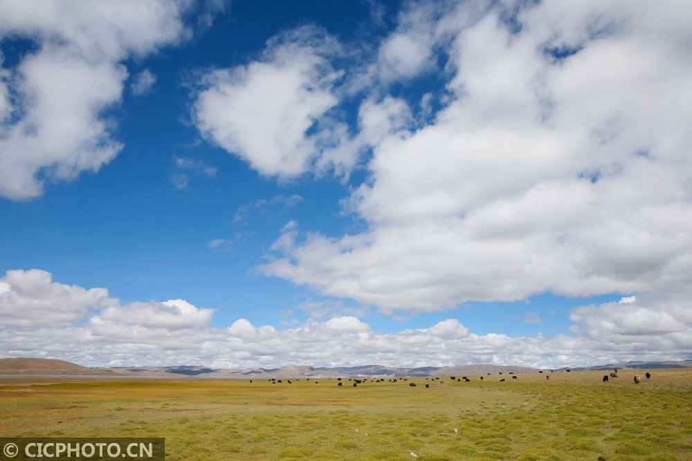 2020年9月17日在西藏自治区山南市措美县拍摄的哲古草原和牦牛群.