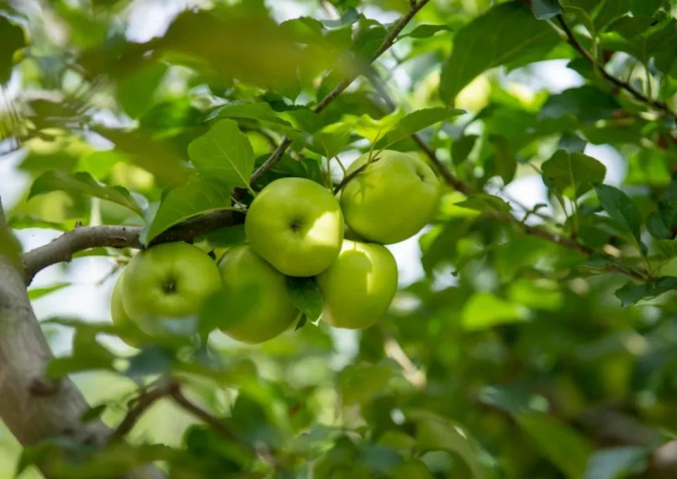 小金苹果,最好吃的青苹果!