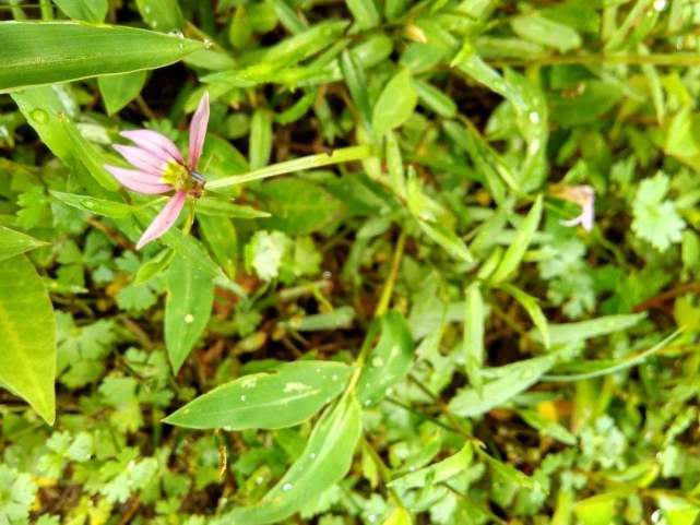 半边莲是冬天最适合养的花 花期很长 一开就是好几个月