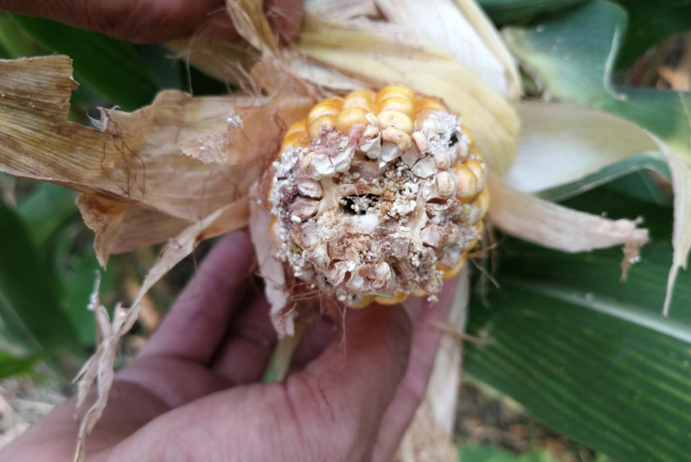 玉米10天后收获,为何会出现秃尖?4点因素较常见,但防治已晚_腾讯新闻