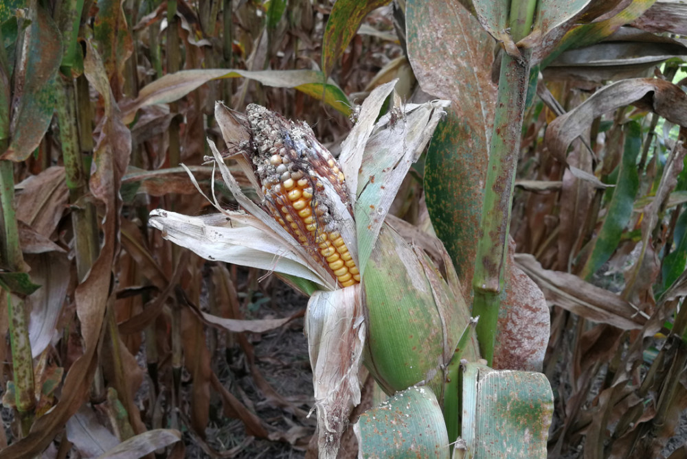 玉米10天后收获为何会出现秃尖4点因素较常见但防治已晚